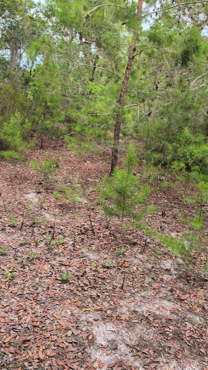 Build your future home or investment property in Interlachen Lakes Estates. This 0.22-acre parcel offers a peaceful rural setting with natural wooded views and plenty of privacy. Zoned R-2 Residential, the lot allows single-family or mobile homes, giving buyers flexible building options. Electric is available nearby through Clay Electric, while well and septic are required. Located on an unpaved county-maintained road, this property provides a quiet country feel while still being just minutes from Interlachen, Palatka, and local lakes for fishing and recreation. No HOA. Great opportunity to secure affordable land in a growing area of Putnam County. Buyer to verify all building and utility requirements with the county.