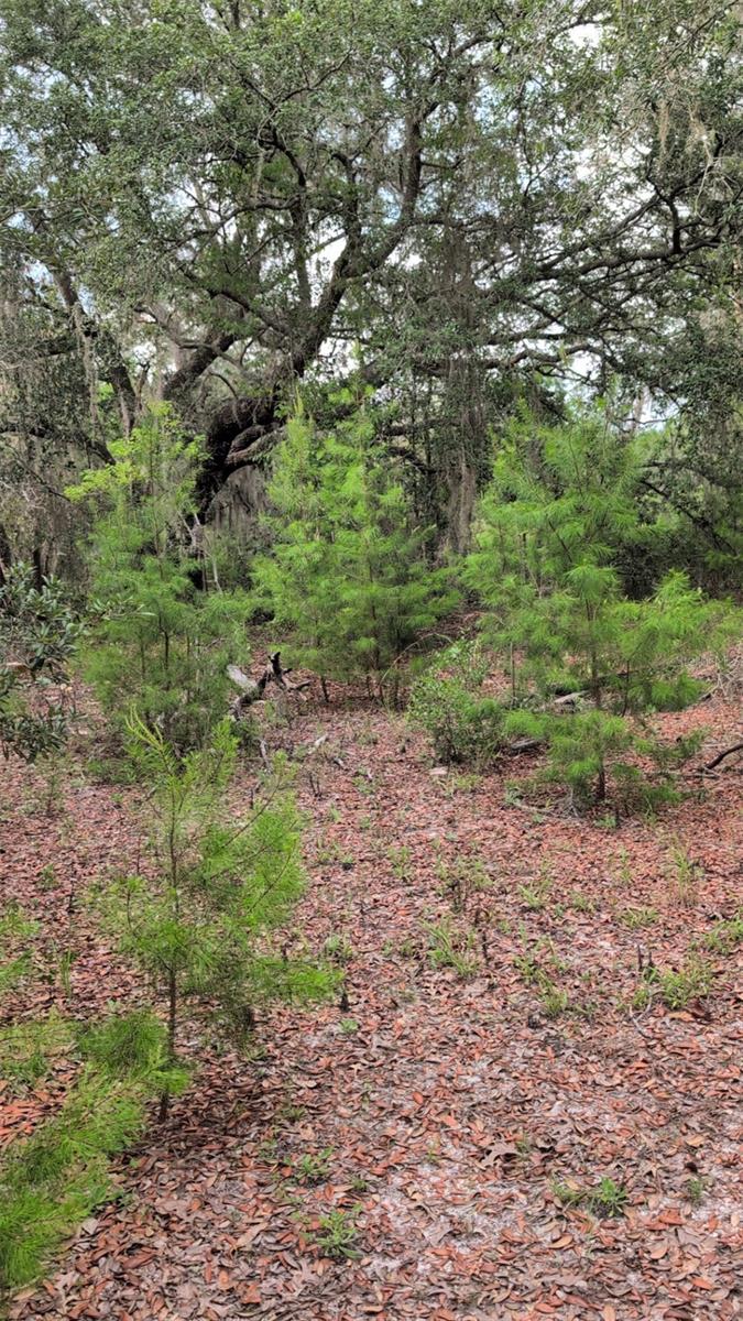 INTERLACHEN LAKES ESTATES - Land