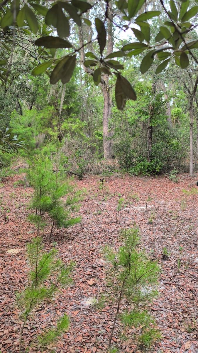 INTERLACHEN LAKES ESTATES - Land