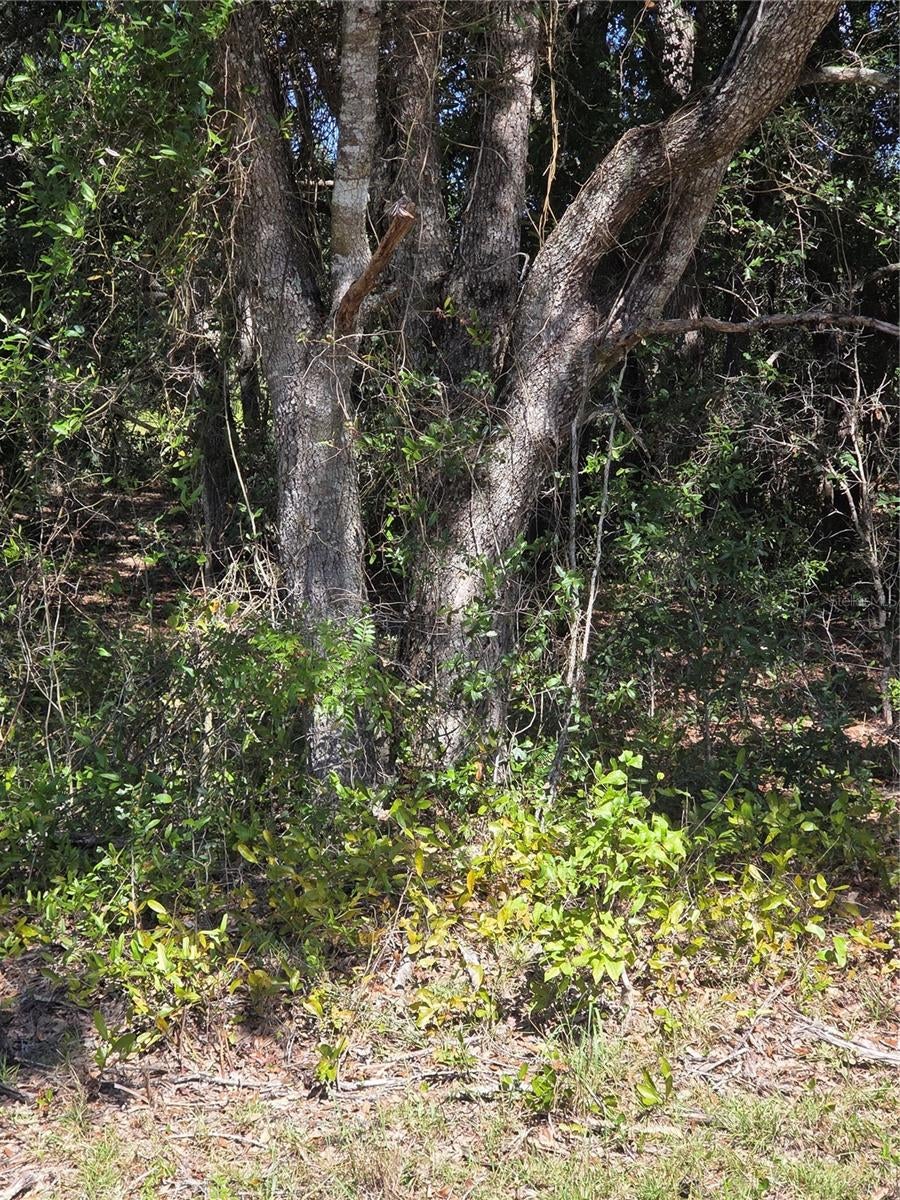 Nice buildable lot on Ocklawaha Fl.