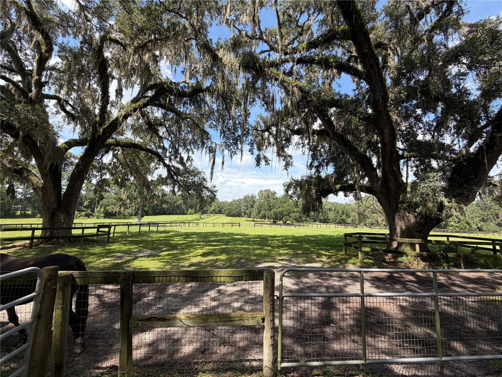 PRICE IMPROVEMENT!!! "This property is in " THE FARMLAND PRESERVATION AREA" Welcome to a truly exceptional opportunity: High and dry this 18-acre organic farmland (Chemical free for generations). This magnificent property boasts a prime location, perfectly situated between the World Equestrian Center (5 miles) and HITS Ocala (3 miles), with the Ocala Equine Veterinary Hospital a mere mile south on US-27.
The rolling landscape features highly desirable #8 soil, a clay-based composition renowned for its ability to retain moisture in dry conditions and its rich nutrient content. This land is blessed with access to the finest water; a well can be drilled directly into the aquifer for pure spring water.
Imagine lush, established pastures, ideal for raising your livestock to their peak potential. Majestic, mature oak trees provide abundant shade for your champions, while clover blossoms in both spring and fall, alongside refreshing mint grass. You'll also find several pecan trees and a delightful cluster of orange trees.
This property is a blank canvas, ready for you to design your dream equestrian establishment, perfect for nurturing future champions. Beyond its agricultural merits, the land is a haven for wildlife. Observe deer, turkeys, foxes, eagles, quail, doves, and hawks in their natural habitat. This is truly a must-see property for those seeking an unparalleled blend of natural beauty, strategic location, and endless possibilities.
