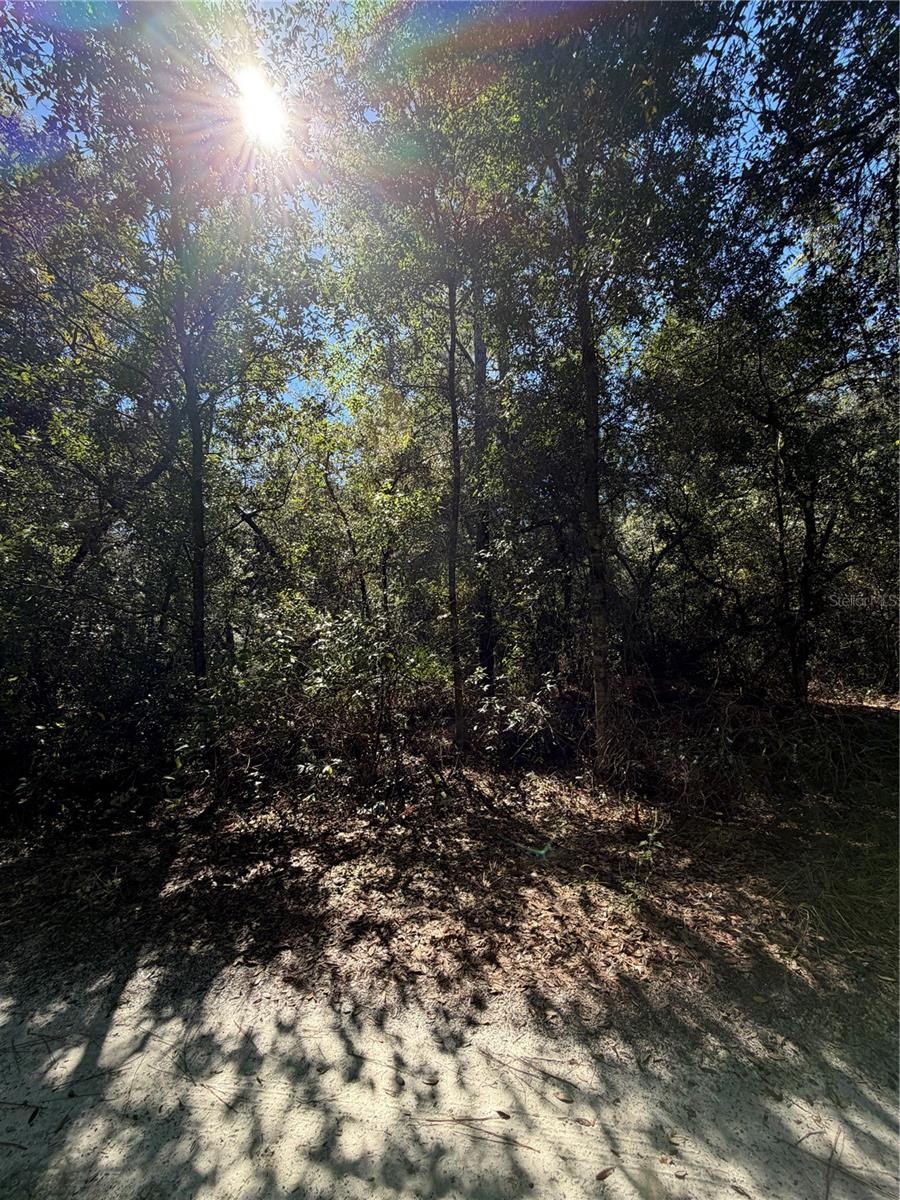 FLORIDA HLNDS #67 - Land