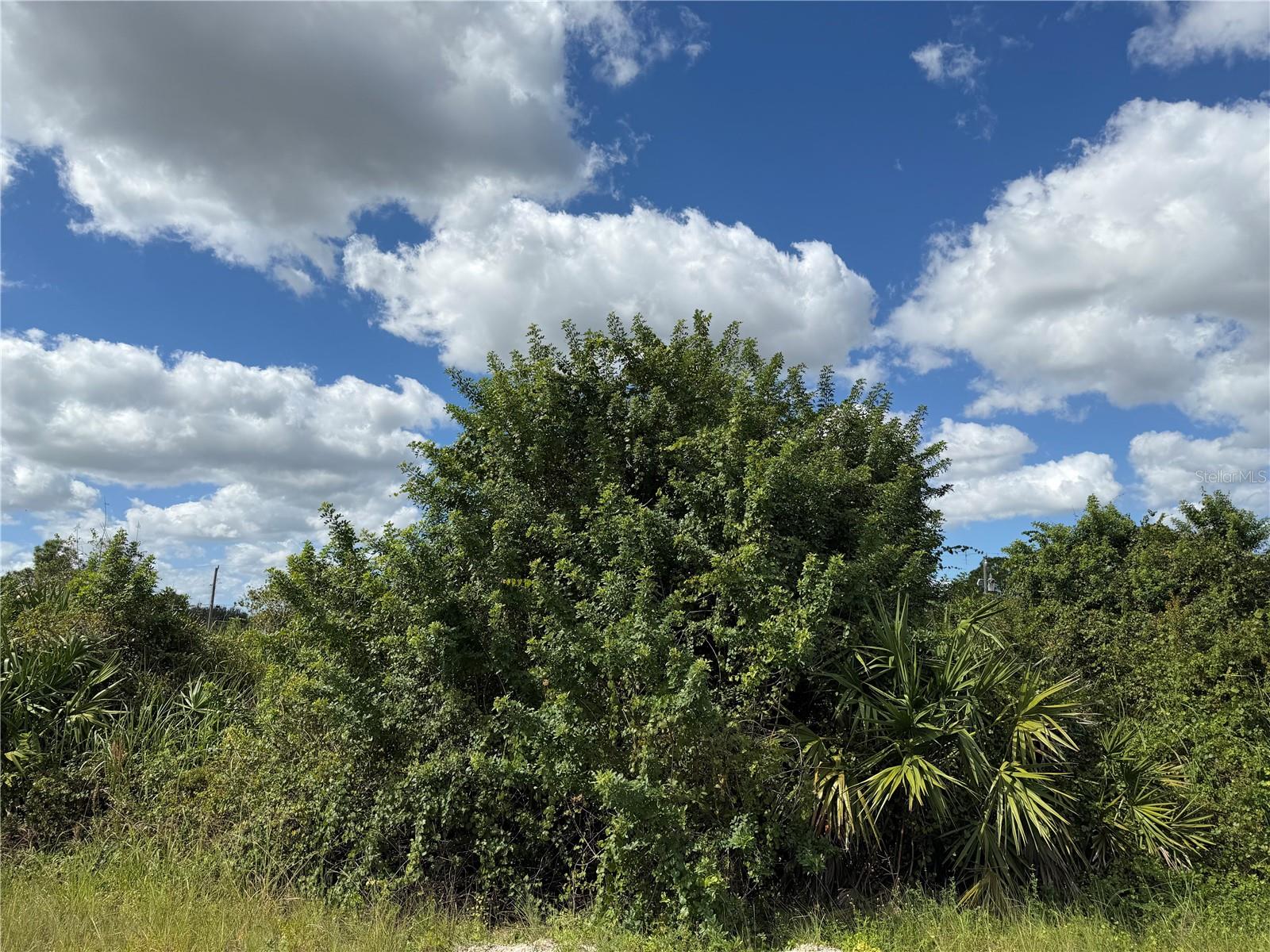 Lovely half acre lot available for sale. Lot 1203 Plumosa is also available for sale, you can purchase one or both lots together. Build your dream home to suit your specific needs. Property is located close to shopping, stadiums and the airport. BUYER PAYS TITLE