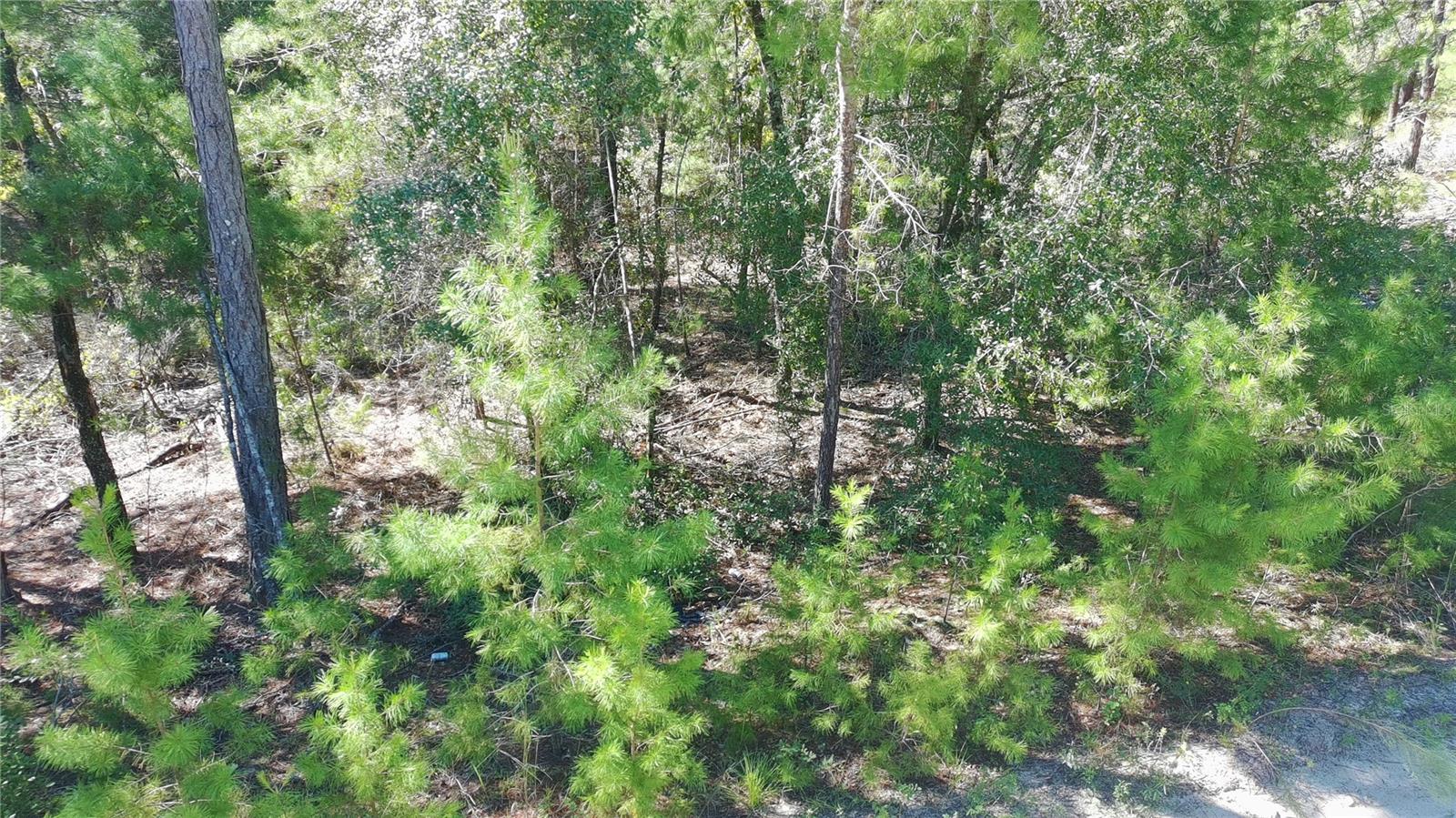 TROUT LAKE MANOR - Land