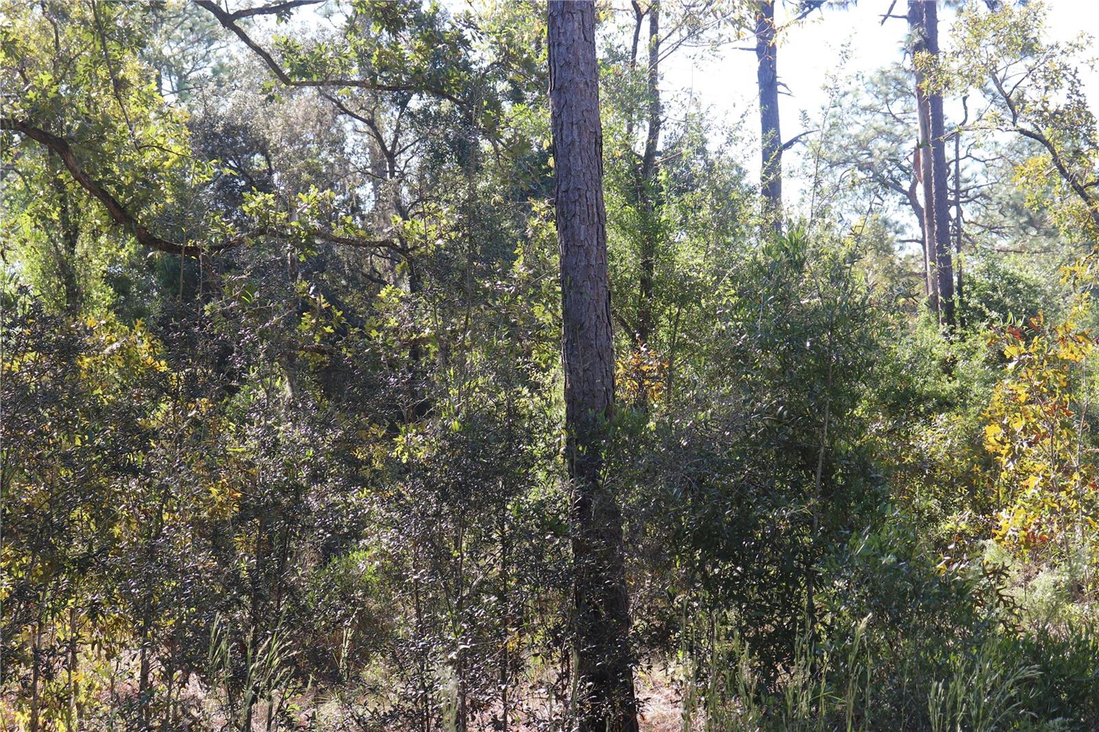 PINE OAK ESTATES REV - Land