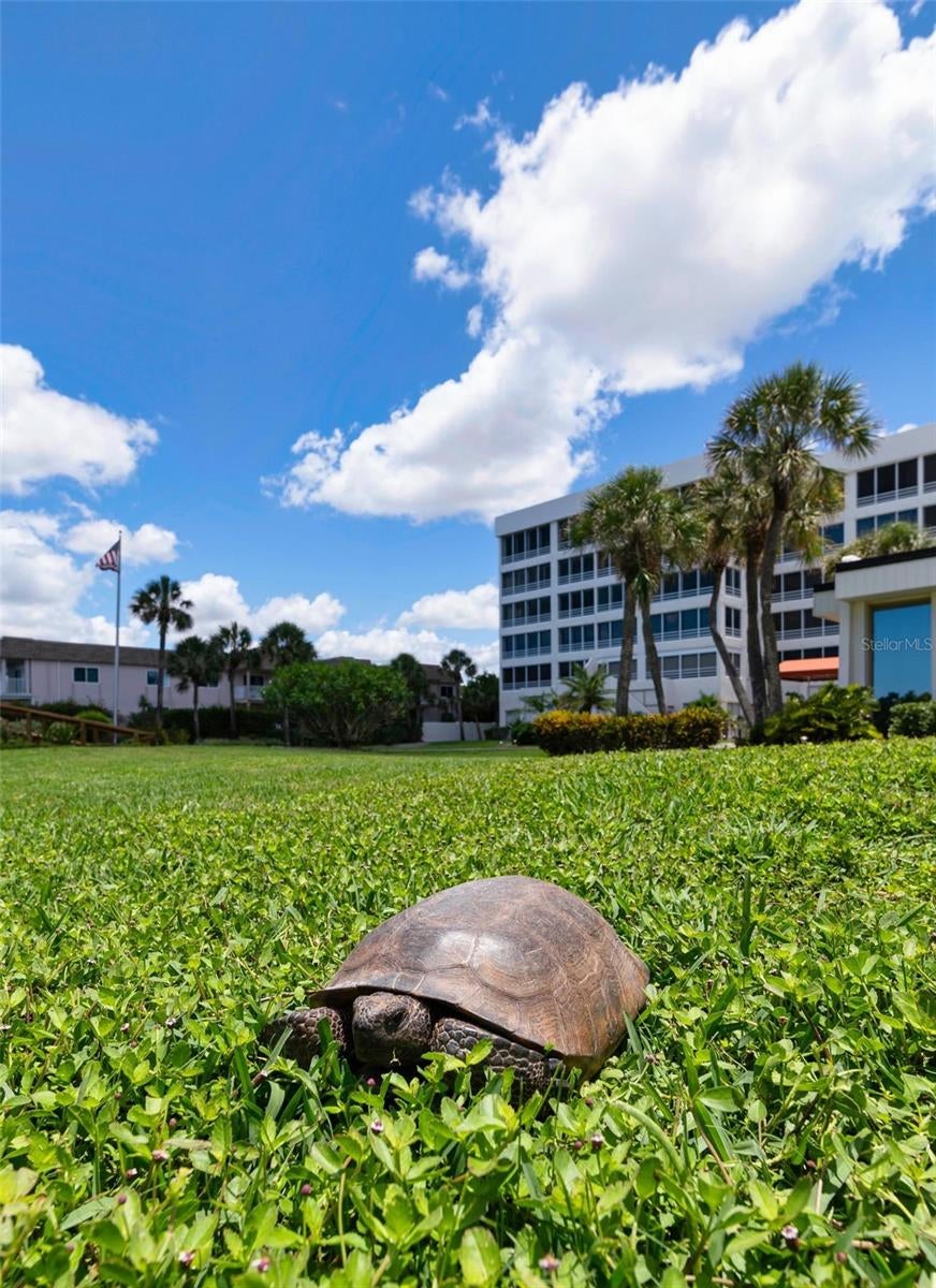 ISLAND SHORES - Residential