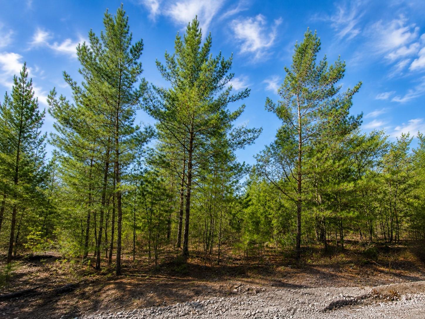PRIVACY, NATURE, and FREEDOM. Here is your chance to own a piece of Florida and make it what YOU want. Mobile homes are permitted. Located on a graded, flat dirt road just a short distance from the paved road, this .31 acre lot offers easy access to Highway 20 while still giving you added privacy and a peaceful setting away from traffic. The surrounding area is filled with lakes, ponds, and natural Florida scenery, with Lake LaGonda, Lake Chipco, Lake Grandin, and Lake Ida all nearby. Enjoy convenient access to public parks, boat ramps, docks, fishing, kayaking, swimming, and boating, or simply relax and enjoy the outdoors. Lake LaGonda features a public park, beach, playground, and boat dock, while Lake Chipco offers a quieter setting for fishing, boating, and wildlife watching. Lake Grandin is known for public access and fishing for bass and crappie. Enjoy the feeling of getting away from it all while remaining convenient to shopping, restaurants, and everyday necessities. Improve the land or hold the land for the future—the choice is yours.