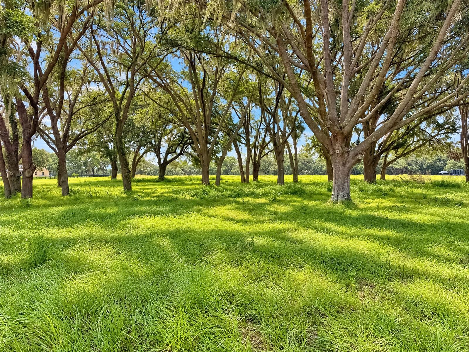 EQUINE ESTATE - Land
