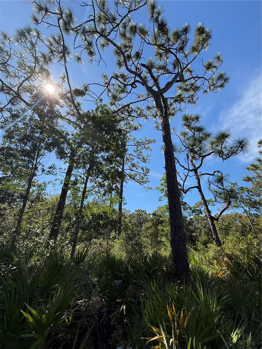 invest in your future! This .23AC (100x100) Vacant Residential lot is High and Dry.  There is currently a dirt access road to the area of the property.  Once there, you will need to walk using Google Maps to pinpoint the interior lot.  Zoned A-2, the possibilities are many for future plans.  There are homes and farms scattered throughout this area with lots of pastureland within a 0.5-mile radius.  Looking for a private sanctuary with a country flair that is just minutes from restaurant and shopping? Then look no further!